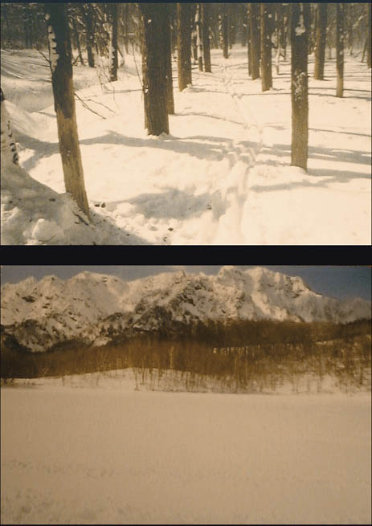 ���R�[�E�I�[�g�n�[�t�ɂĎB�e